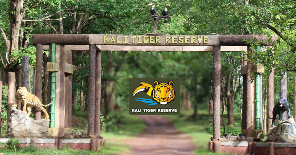 Wildlife Safari