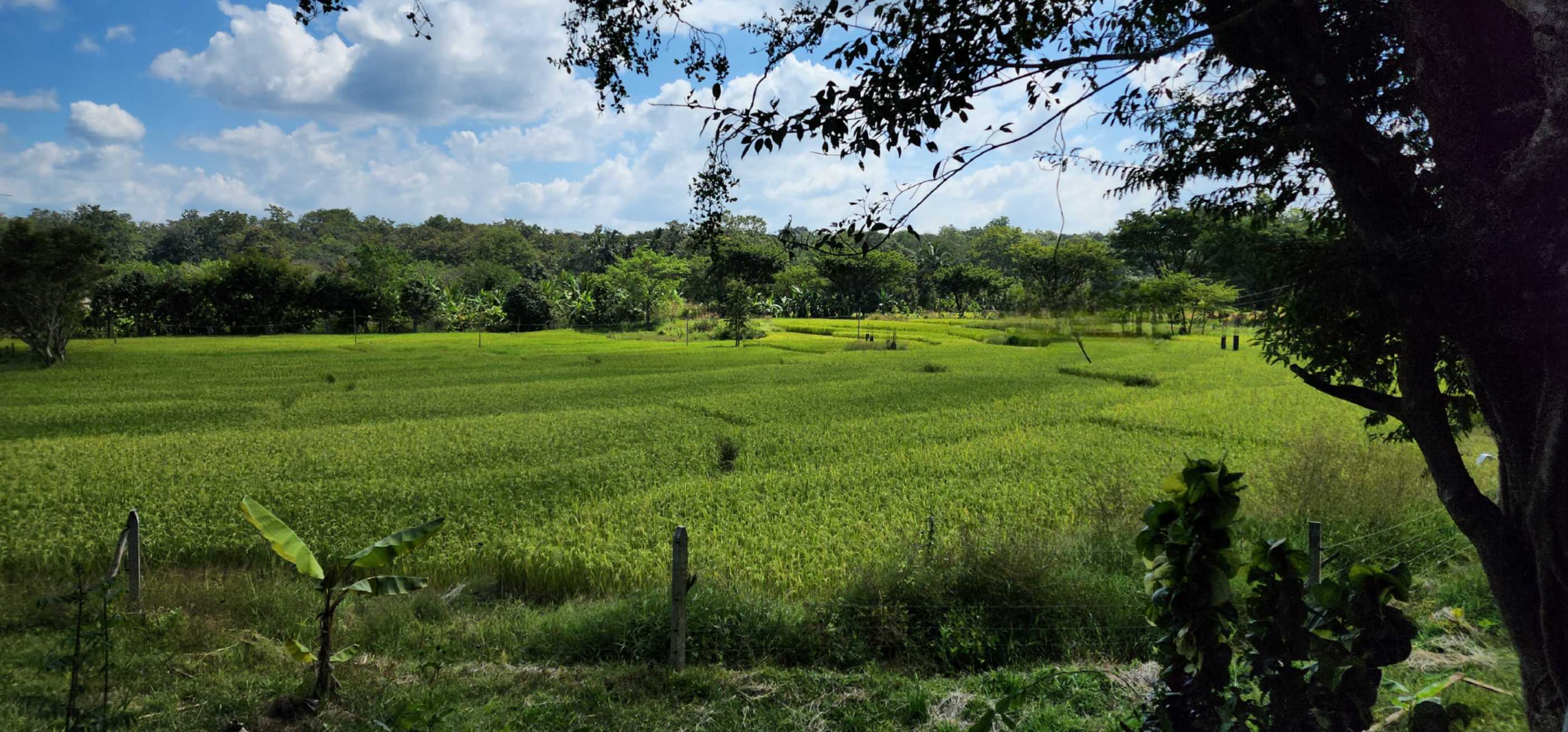 Tulasi Homestay dandeli photo 2